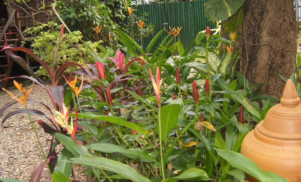 Mut Mee Garden Guest House نونغ خاي المظهر الخارجي الصورة